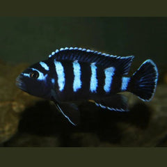 Demasoni CIchlids