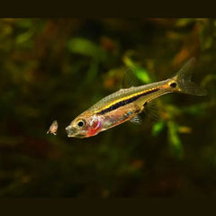 Least Rasbora