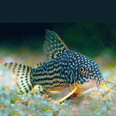 Corydoras sterbai