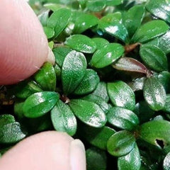Bucephalandra sp. ‘Mini Coin’