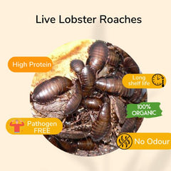 Lobster Roaches