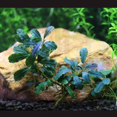 Bucephalandra sp. Long Leaf Phantom