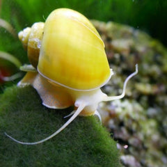 Yellow apple Snail 3cm
