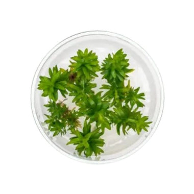 Tonina fluviatilis - Growow Tc Plant