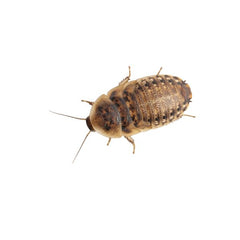 Dubia Roaches