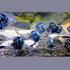 Polar Blue Parrot Cichlid 8cm