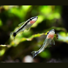 Otocinclus Algae Eater