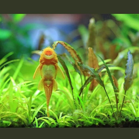 Albino Bristle Nose Pleco