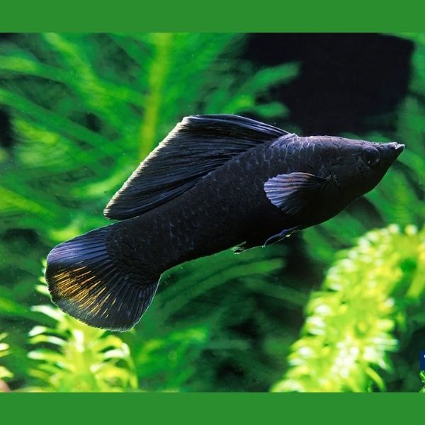 Black Molly