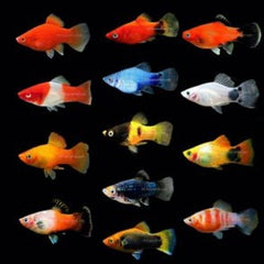 Micky Mouse Platy Fish