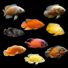 Chilli Red Oscar Fish 10cm