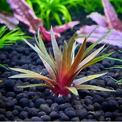 Eriocaulon Quinquangulare