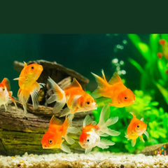 Panda Oranda Goldfish 8cm