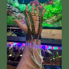 Cryptocoryne spiralis ‘Red Velvet’