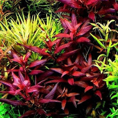 Ludwigia glandulosa