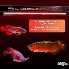 Bluepet BL-Series Colour Booster Submersible LED Light