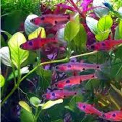 Strawberry Rasbora
