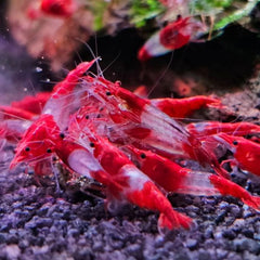 Red Rili Shrimp