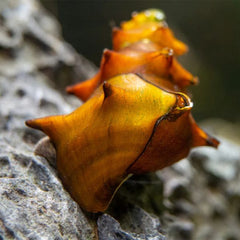 Pagoda Snails