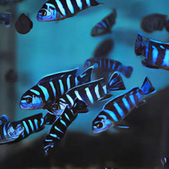 Demasoni CIchlids