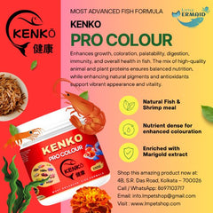 KENKO Pro Colour Fish Food – 150g | Advanced Formula for Goldfish and Cichlids | Color-Enhancing Pellets with Spirulina and Natural Additives | Supports Growth, Vitality & Tank Cleanliness