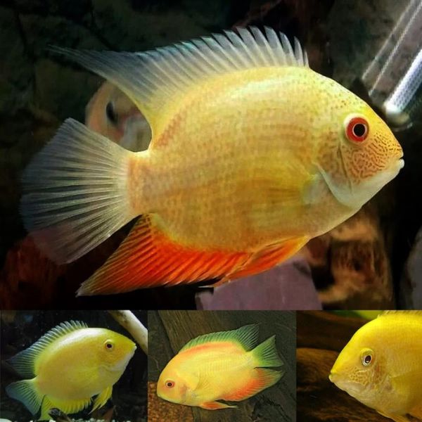 Cichlids
