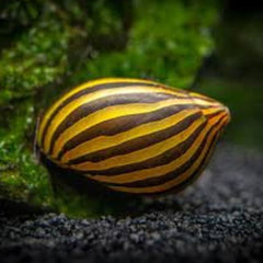 Zebra Nerite Snails