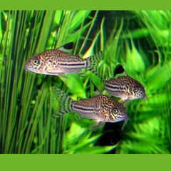 Julii Cory Catfish