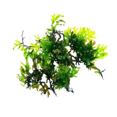 Crepidomanes Micro fern Malabaricum