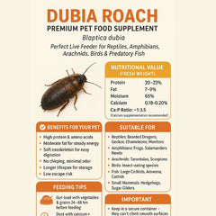 Dubia Roaches