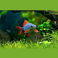 Rainbow Shark 6cm