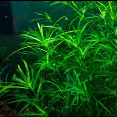 Guppy Grass