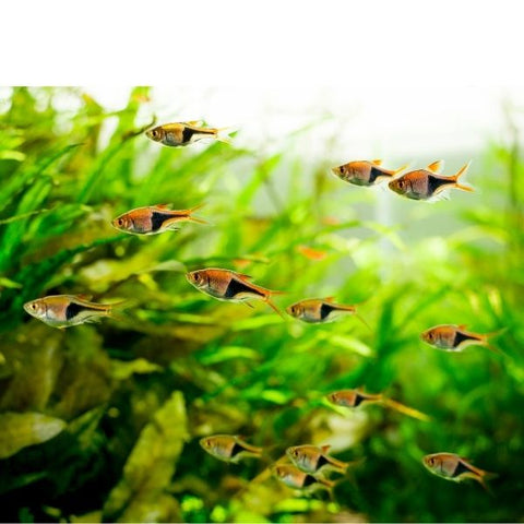 Harlequin Rasbora