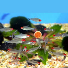Rummy Nose Tetra