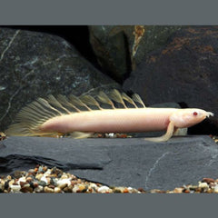 Albino Senegal Bichir 10cm