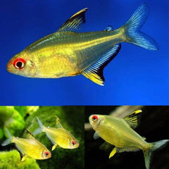 Lemon Tetra