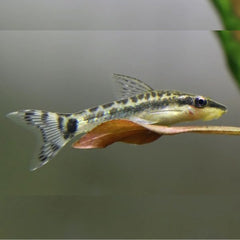 Otocinclus Algae Eater