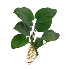 Anubias Broad Leaf Special