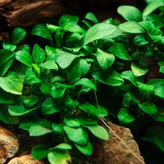 Anubias Petite Micro XXL Bunch