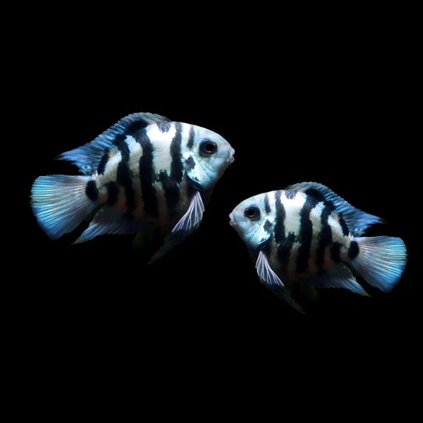 Polar Blue Parrot Cichlid 8cm