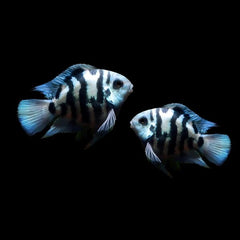Polar Blue Parrot Cichlid 8cm