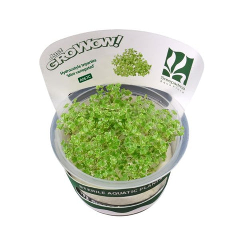 Hydrocotyle tripartita ‘Mini Variegated’