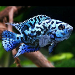 Electric Blue Jack Dempsey 6cm