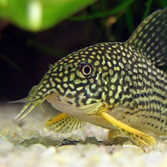 Corydoras sterbai