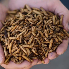 Black Soldier Fly Larvae (BSFL) 100g