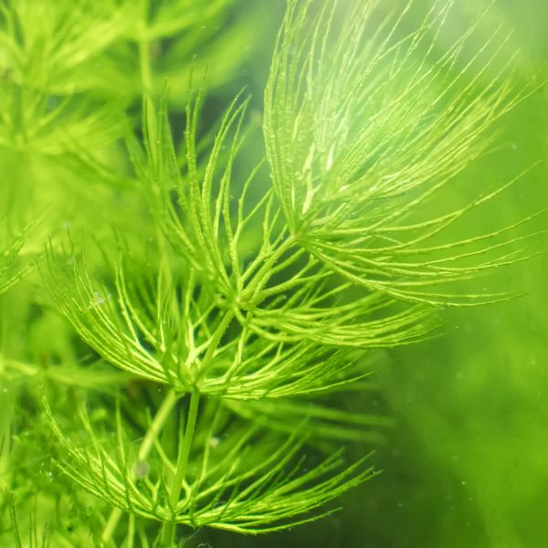 Hornwort