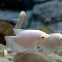 Albino Giant Gourami 8cm