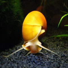 Yellow apple Snail 3cm