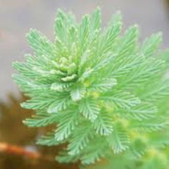 Parrot Feather plant