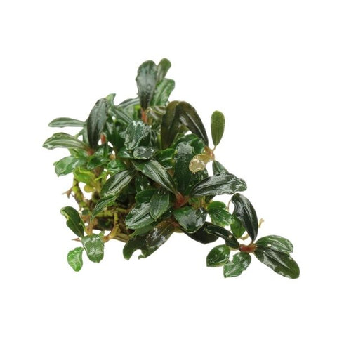 Bucephalandra sp. Long Leaf Phantom